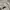 Gramicci Casual Short Pria cream photo 5
