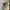 Topi hawaii photo 2
