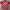 Jersey Ajax & croasia  photo 4