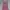 Juicy Couture Streetwear Y2K Jumpsuit Wanita pink photo 1