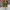 Peanuts x Converse Chuck 70 Hi Woodstock Camo Snoopygrams photo 4