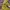 Peanuts X Converse Chuck 70 Hi Woodstock Camo Snoopygrams