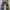 Vintage bootcut Black grey 517 levis photo 9