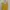Minimalist Shirt Wanita yellow photo 1