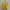 Minimalist Shirt Wanita yellow photo 3
