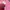 guiness cashmere outer sequin pink photo 2