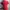 Burberry Brit Red Collar Check Polo (S) photo 3