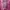 Jaket Denim Crop Coating Glossy Warna Pink Fanta photo 3