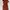 Luxury Casual Wanita brown orange photo 1