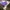 Gucci Luxury Casual Shoulder bag Wanita purple photo 6