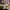 oaks do london photo 2