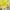 Puffer jacket anak allo lugh kuning lucu photo 3