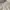 NEW Sivali Broken White Classic Loose Pants size XL (Petite) photo 2