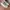 Adidas Nizza Hi Cloud White photo 3