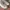 Adidas Nizza Hi Cloud White photo 4