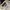 Polo Ralph Lauren Sportswear Hat Pria white photo 3