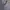 Lacoste Minimalist Casual Formal shirt Pria gray photo 5