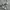 Short pants cargo camo, short pants cargo photo 7