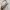Burberry Vintage Y2K Shoulder bag Wanita black cream photo 2
