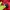 The north Face Themoball Jacket Red Windbreaker photo 7