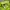 Under Armour Sportswear Sweatshirt Wanita green photo 3