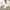 Dickies Streetwear Casual Pria khaki photo 7