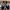 Vans Skate Authentic BW photo 2