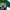 Ocean Pacific Streetwear T-shirt Pria green photo 2