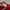 Kappa Casual Windbreaker Pria red photo 6