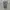 Dickies Japan Work Short Dark Gray Pants