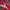 Adidas Vintage Sportswear Jersey Pria red photo 4