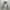 Hoodie Lee Embroidery Small Logo Grey photo 2