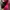 Mizuno Sportswear Sweater Wanita pink photo 2