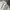 Head Luxury Sportswear Polo shirt Pria white photo 2