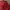 Polo Ralph Lauren Luxury Minimalist Polo shirt Pria burgundy photo 1