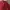 Polo Ralph Lauren Luxury Minimalist Polo Shirt Pria Burgundy