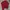 Polo Ralph Lauren Luxury Minimalist Polo Shirt Pria Burgundy