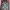 Hoodie Army Croptop Premium Camouflage Loreng photo 2