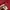 Japanese brand Luxury Casual Cami top Wanita burgundy photo 2