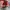 Vans Authentic Classic Red Chilli White photo 5