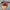 Puma Ballet Maron Lace White photo 4