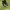 Dr. Martens Streetwear Batik Boots Pria black photo 1