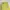 BNWT Callie Side Slit Buttoned Yellow Gingham Midi Skirt photo 2