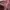Japanese brand Y2K Casual Cami top Wanita burgundy pink photo 2