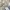 Japanese brand Vintage Casual Harrington jacket Pria tan photo 4