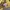 CPFM Sportswear Sweater Pria yellow photo 7