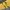 CPFM Sportswear Sweater Pria yellow photo 3