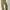 EDWIN Vintage Casual Casual Pants Pria Gold Tan