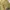 EDWIN Vintage Casual Casual pants Pria gold tan photo 6
