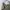 Dickies Vintage Casual Casual pants Pria khaki photo 5